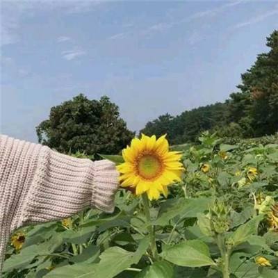 魅族我的世界手游下载